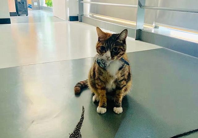 夜晚，猫的眼睛为什么会发亮？