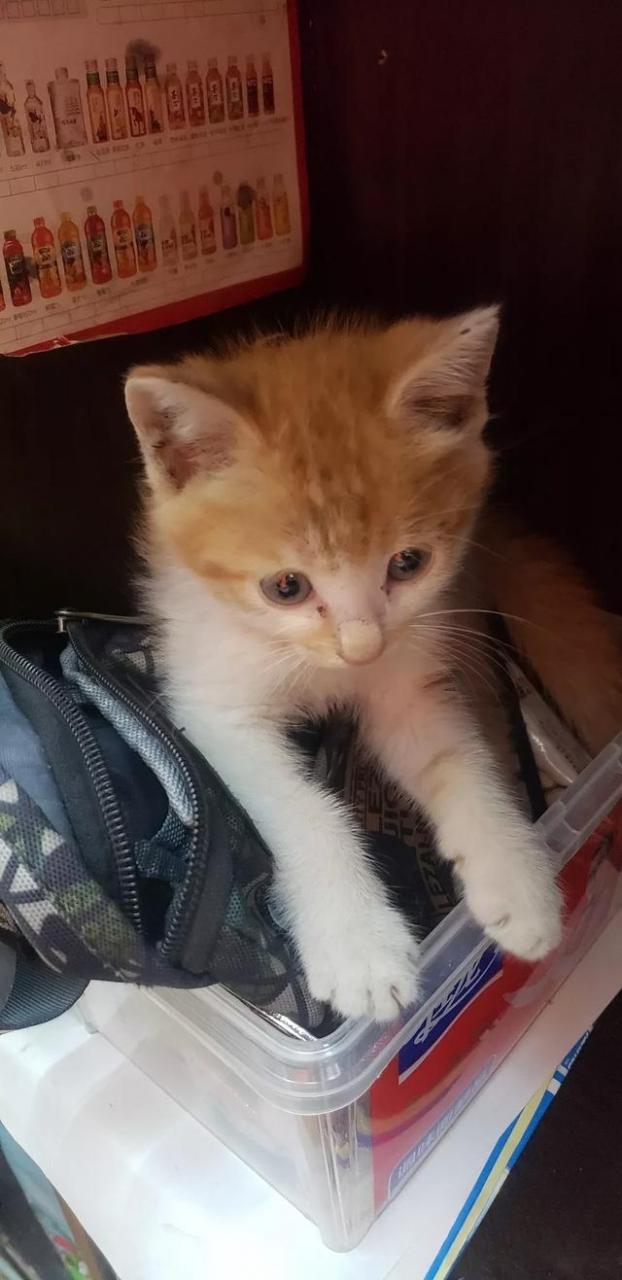 如果有一天你变成了一只猫,你会怎么做?