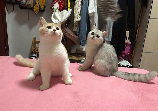 夜晚，猫的眼睛为什么会发亮？