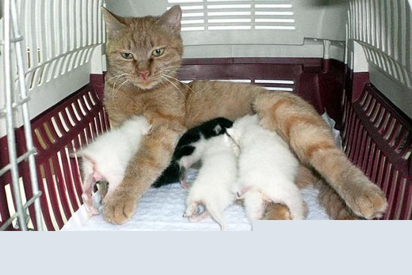 养猫怎么保持家里干净？