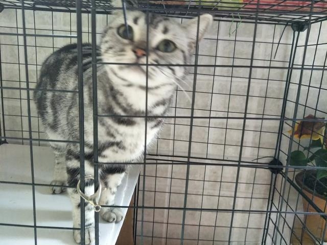 猫咪自己过夜会孤独吗?