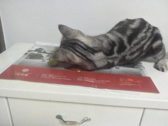 猫咪自己过夜会孤独吗?