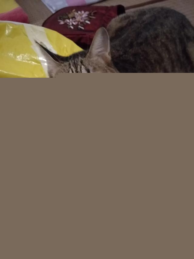 我家的小猫太活跃了,像多动症一样怎么办呀?