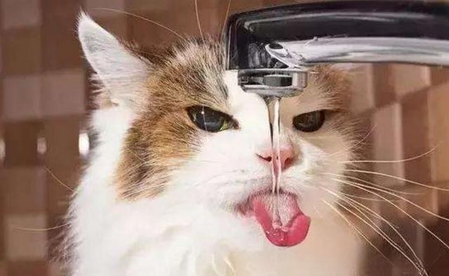 天气很热，猫咪喝水却比平时少。为什么？急！谢谢？