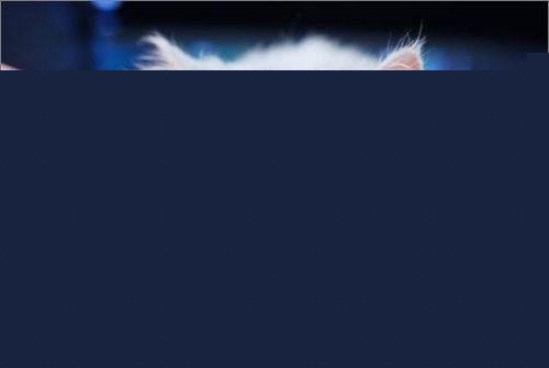 养猫怎么保持家里干净？