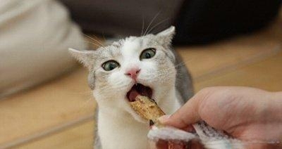 如果有一天你变成了一只猫,你会怎么做?