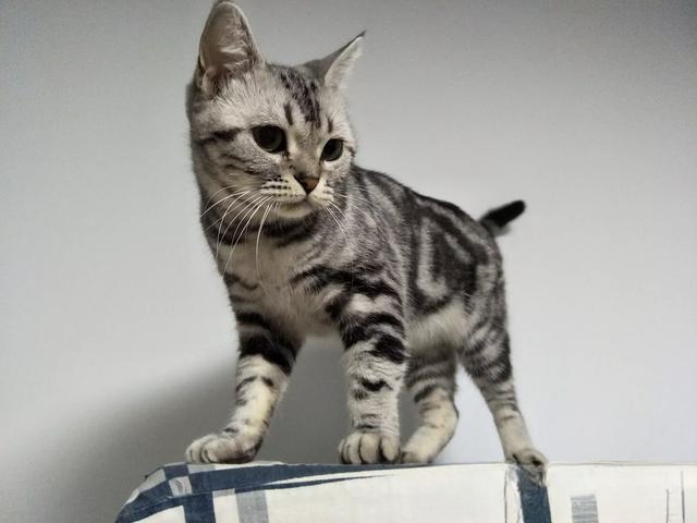 猫咪自己过夜会孤独吗?