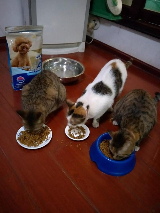 我家的小猫太活跃了,像多动症一样怎么办呀?