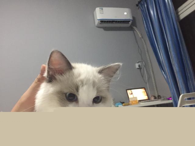 咨询养猫人士，需要准备猫窝给猫睡觉么？