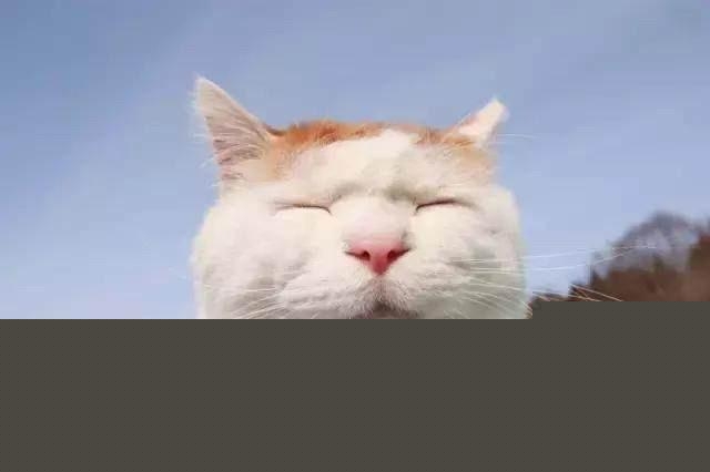 猫在日本为何有如此高的地位?