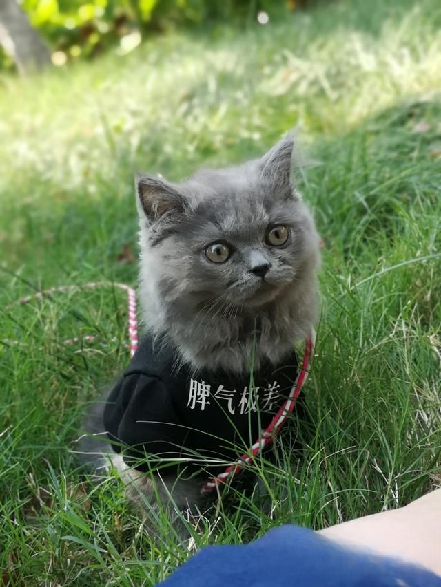 猫怎么那么喜欢让人抱着,且抚摸时它还发出呼噜咕咕的声音?