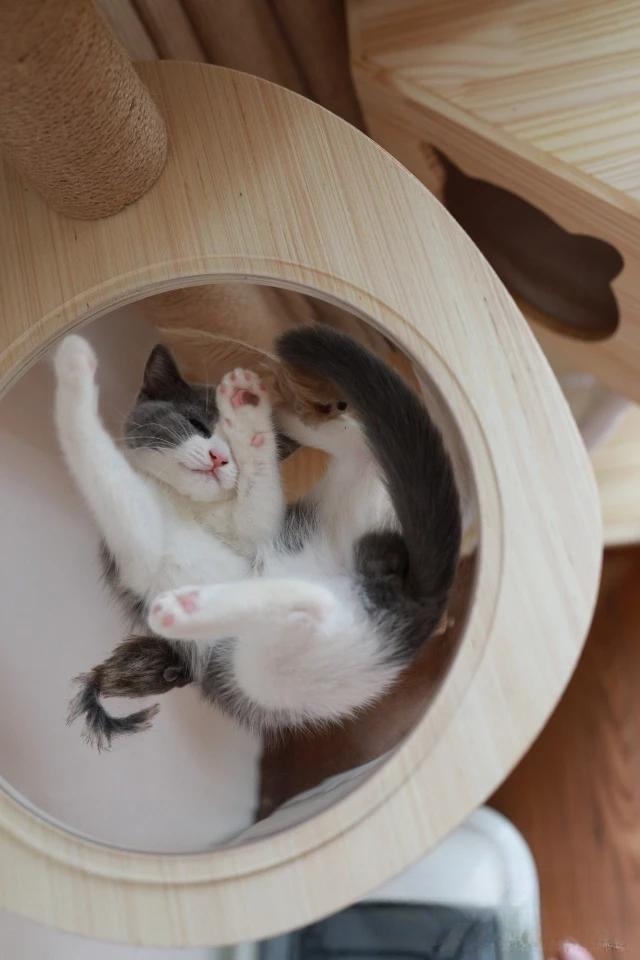 天气很热，猫咪喝水却比平时少。为什么？急！谢谢？