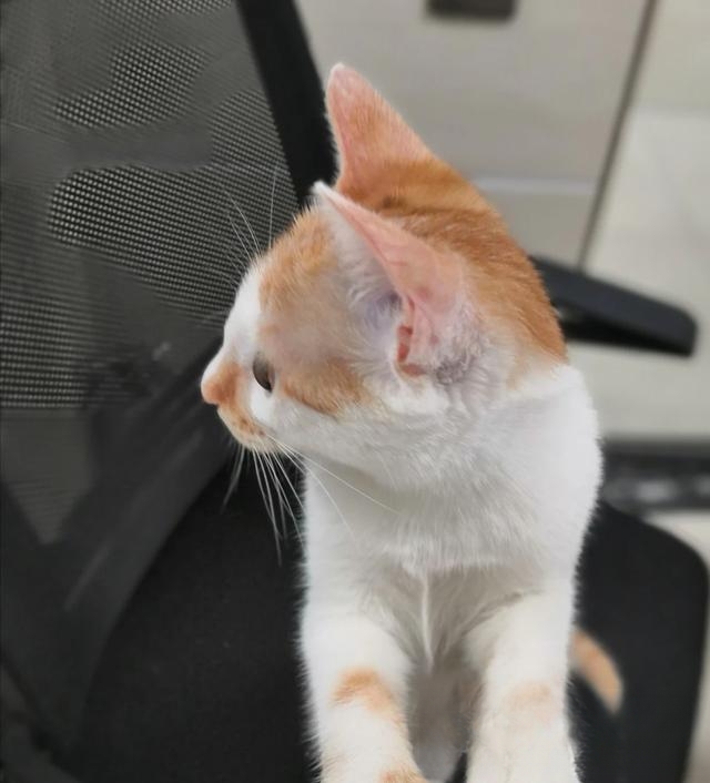 养猫知识,如何防止猫晚上乱叫?-动物百科