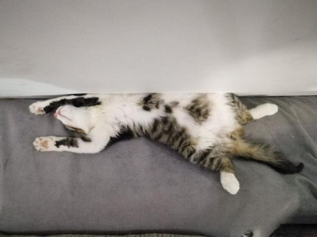 刚出生一周多的小猫一只大猫不在没有吃的能坚持多久?