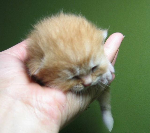 刚出生一周多的小猫一只大猫不在没有吃的能坚持多久?