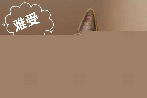 养猫怎么保持家里干净？