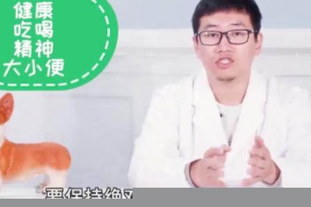 猫咪绝育手术注意事项？