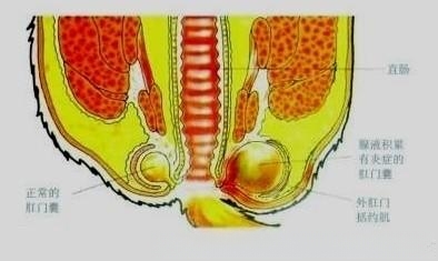 猫需要挤肛门腺吗？