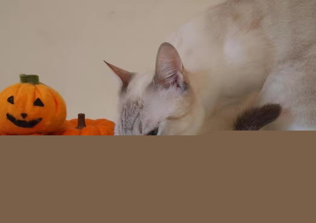 猫咪大便干燥怎么办？