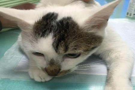 猫咪绝育手术注意事项？