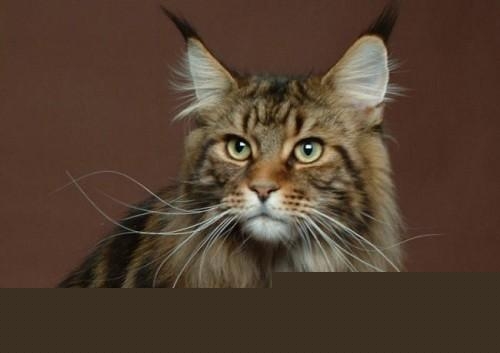 求助，这是不是猫口炎呀？