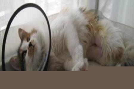 猫咪绝育手术注意事项？