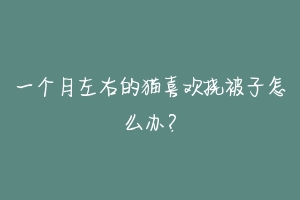 一个月左右的猫喜欢挠被子怎么办?