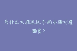 为什么大猫迟迟不把小猫叼进猫窝?
