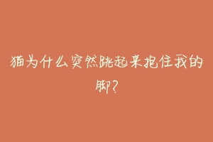 猫为什么突然跳起来抱住我的脚?