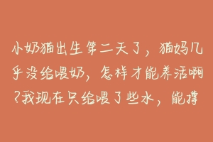 小奶猫出生第二天了,猫妈几乎没给喂奶,怎样才能养活啊?我现在只给喂了些水,能撑过今晚么?好想养活他?