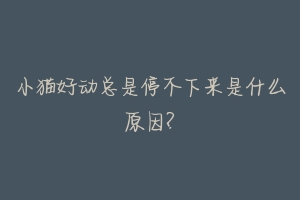 小猫好动总是停不下来是什么原因?
