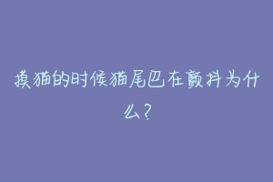 摸猫的时候猫尾巴在颤抖为什么?