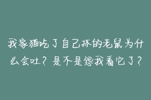 我家猫吃了自己抓的老鼠为什么会吐?是不是怨我看它了?