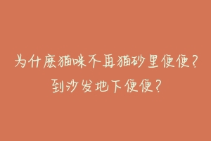 为什麽猫咪不再猫砂里便便？到沙发地下便便？