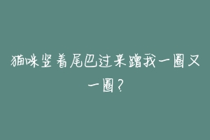 猫咪竖着尾巴过来蹭我一圈又一圈?