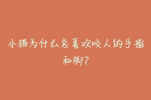 小猫为什么总喜欢咬人的手指和脚?