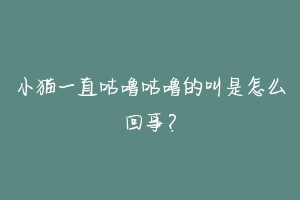 小猫一直咕噜咕噜的叫是怎么回事?