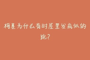 柯基为什么有时屋里发疯似的跑?