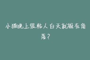 小猫晚上很粘人白天就躲在角落?