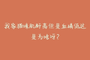 我家猫咪肌酐高但是血磷低这是为啥呀?