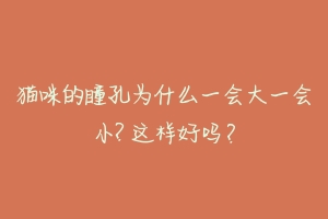 猫咪的瞳孔为什么一会大一会小? 这样好吗?