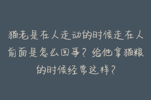 猫老是在人走动的时候走在人前面是怎么回事？给他拿猫粮的时候经常这样？