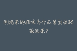 刚抱来的猫咪为什么爱到处爬躲起来?