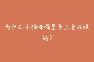 为什么小猫咪嘴里身上臭哄哄的?