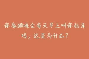 你家猫咪会每天早上叫你起床吗,这是为什么?