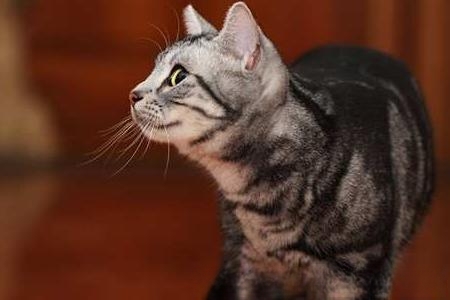 什么猫最温顺？