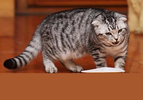 我家猫咪突然不吃饭是怎么回事？