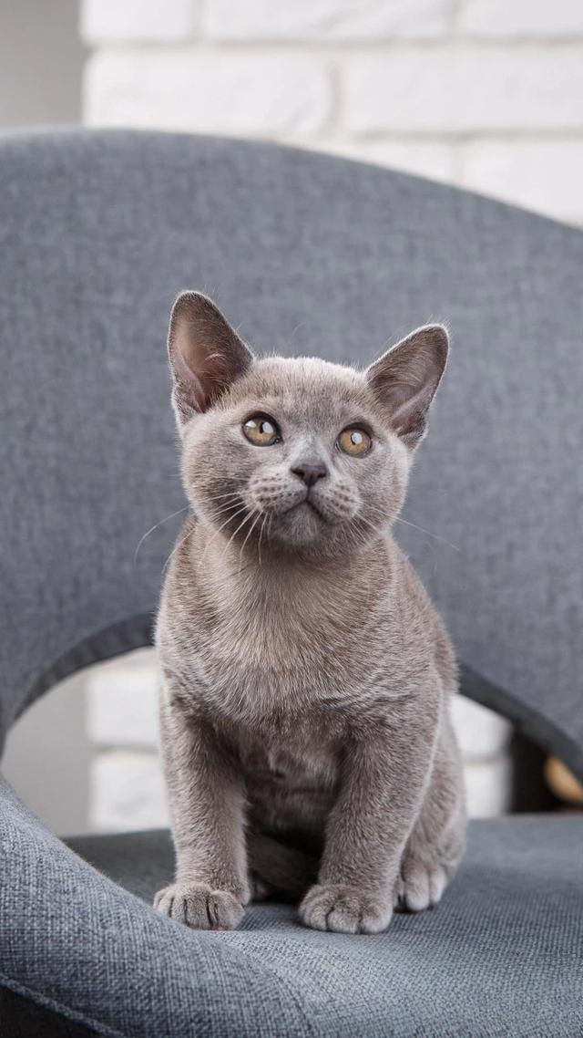 一个月的小猫怎么养活,一个月的猫能养活吗?