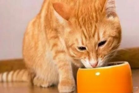 猫咪绝育手术注意事项？