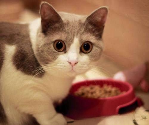 猫爱吃什么你知道吗？